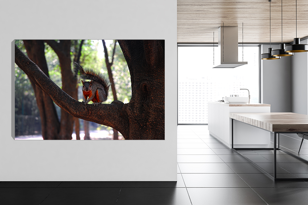 Serie - Animales 3